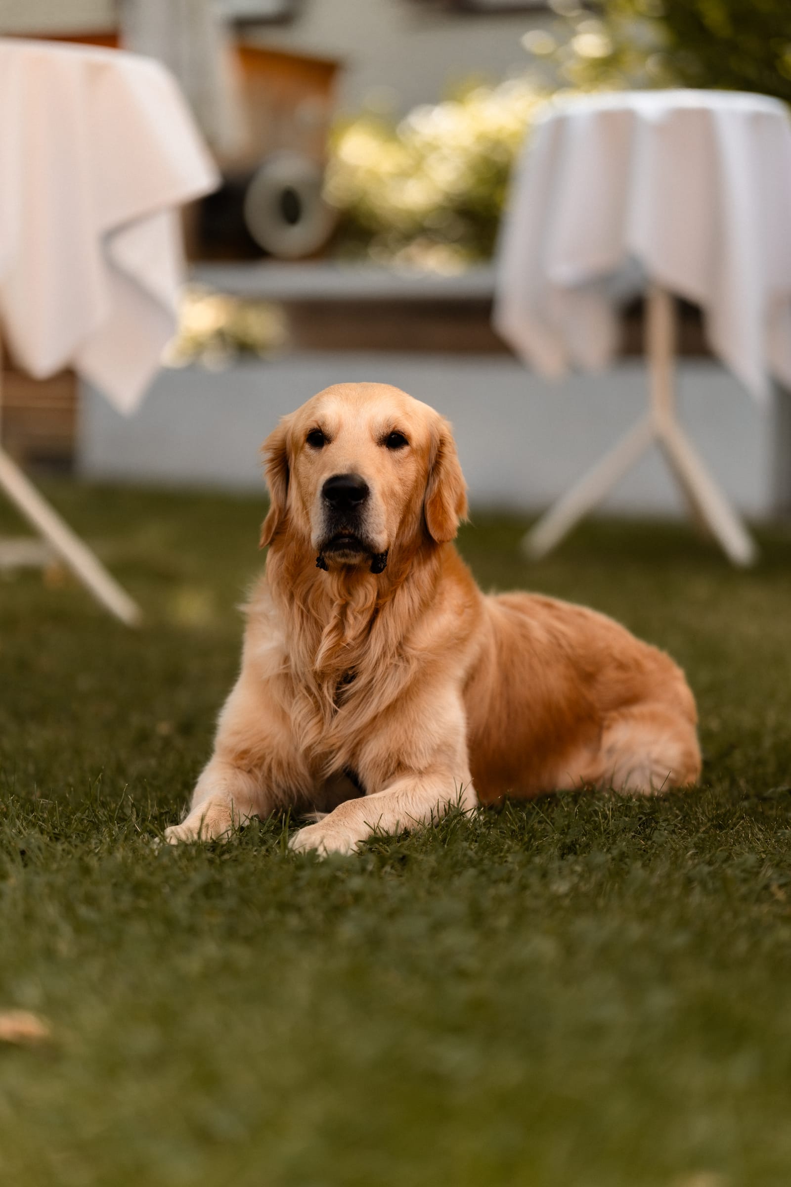 Golden Retriever als Ehrengast an der Hochzeit von Jessica & Patrick im B12 Chur