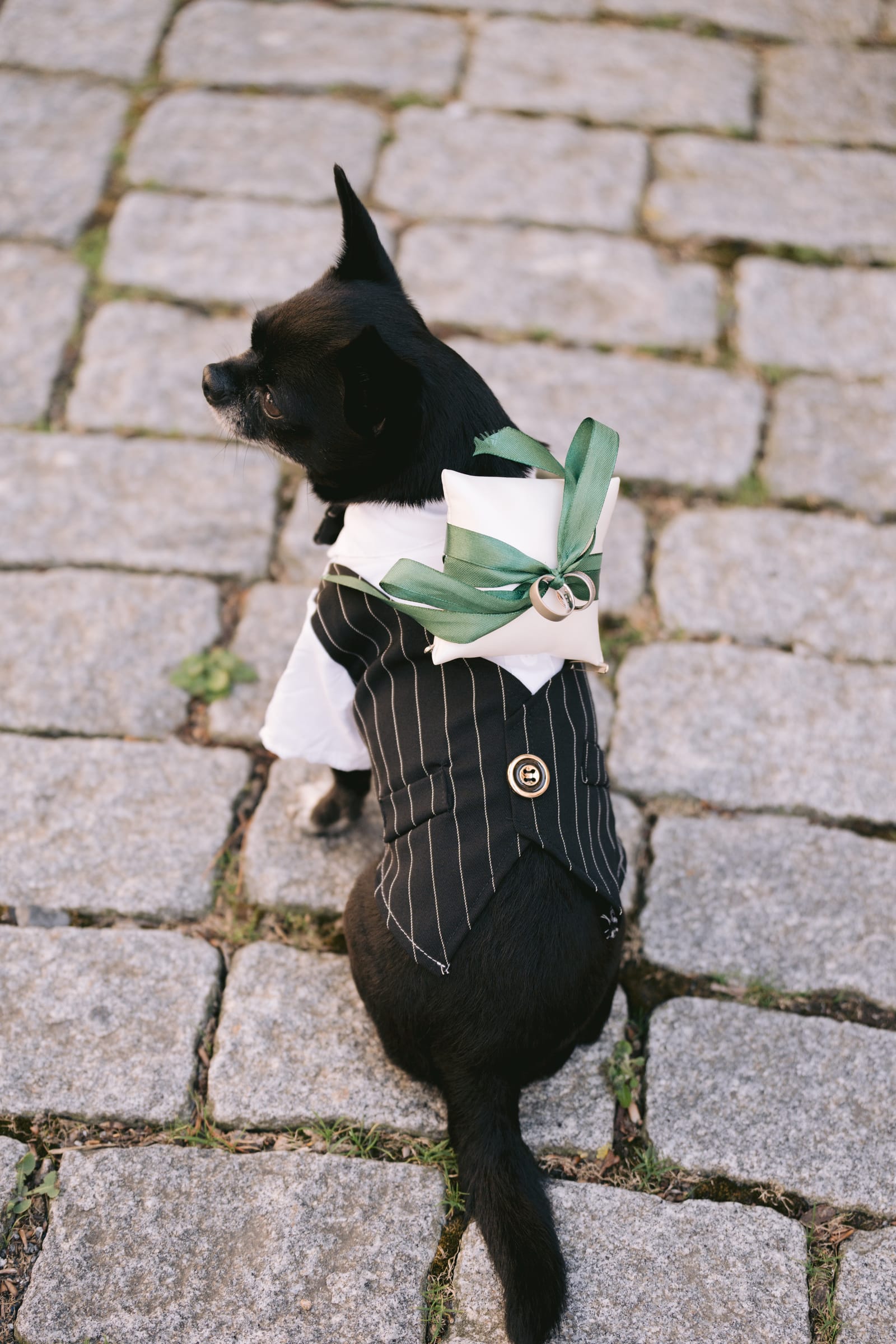 Chihuahua Sky als Ringträger an der Hochzeit von Tanja & Thomas im Schloss Maienfeld