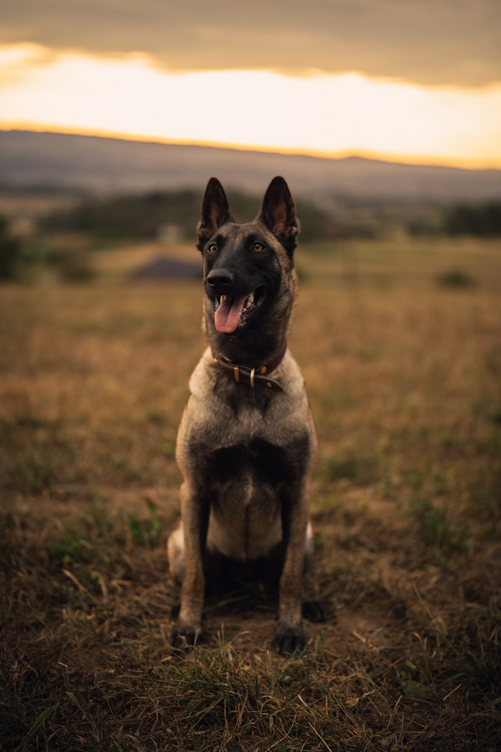 Die junge Malinois-Hündin sitzt aufmerksam auf der Wiese, Zunge heraus, Sonnenuntergang dahinter